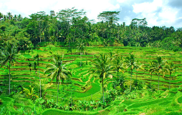 一面の緑の絶景 テガラランのライステラス Tegalalang Rice Terrace 新婚旅行 ハネムーン予約 アニバーサリートラベル